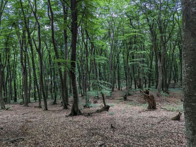 Forest Trails & Monastery Feels