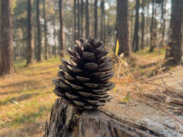 🌲🍃 สวนสนบ่อแก้ว |