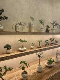 Exploring Soilboy: A Plant Lover's Paradise in Singapore 🇸🇬 