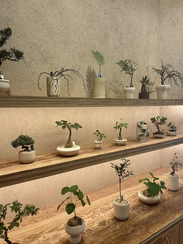 Exploring Soilboy: A Plant Lover's Paradise in Singapore 🇸🇬 