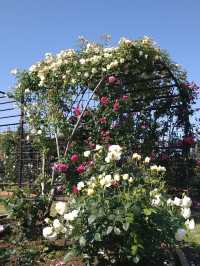 【エコパーク水俣バラ園】色とりどりのバラに包まれる、癒しの花園🌹🌞