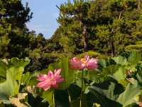 今がシーズン🤍【三溪園】