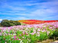 Colors of the Wind at Hitachi Seaside Park – Japan