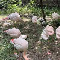 【埼玉/大宮🇯🇵】本当に無料でいいんですか…？！大宮公園小動物園