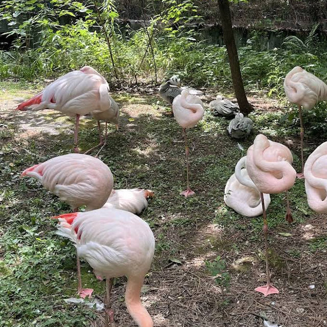 【埼玉/大宮🇯🇵】本当に無料でいいんですか…？！大宮公園小動物園