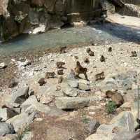 Hot Springs and Snow Monkeys: Japan’s Cutest Winter Ritual