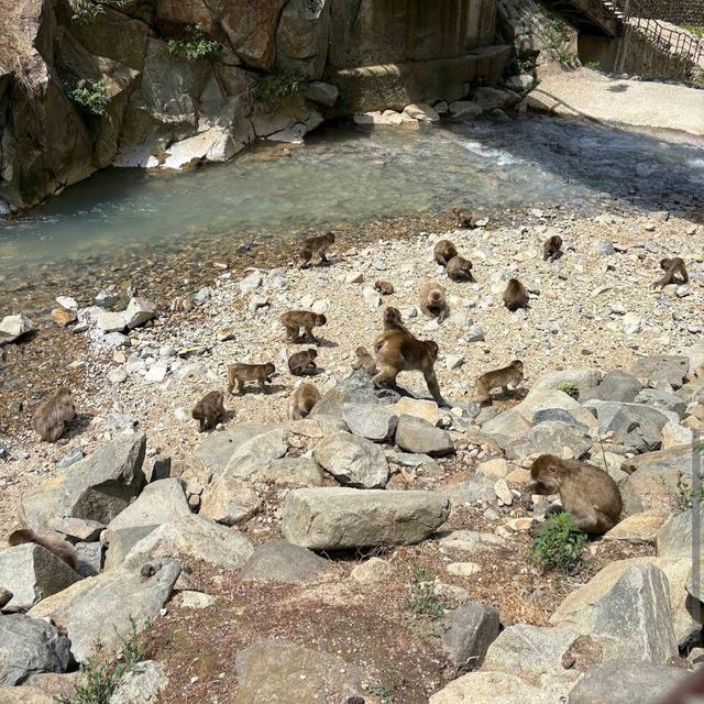 Hot Springs and Snow Monkeys: Japan’s Cutest Winter Ritual