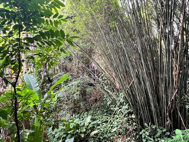 🌿 Yanoda — Hainan’s Tropical Rainforest Wonderland