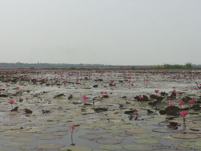 🌸 Travel Blog: Red Lotus Sea (Talay Bua Daeng), Udon Thani 🌸