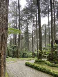 A Thrilling Sensation Crossing the Wood Bridge in Orchid Forest Cikole
