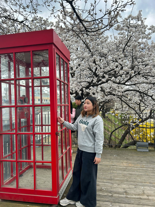 🇰🇷清州✈️無心川櫻花路무심천벚꽃길🌸