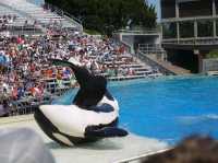 📍 아이들과 가기좋은 샌디에이고 씨월드 (SeaWorld San Diego)