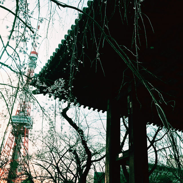 🌸 春の東京散歩 — 東京プリンス芝公園・増上寺・東京タワー 🌸 春の東京散歩 — 東京プリンス芝公園・増上寺・東京タワー
