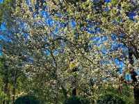 Araluen Botanic Park – A Floral Wonderland in Perth Hills 🌿