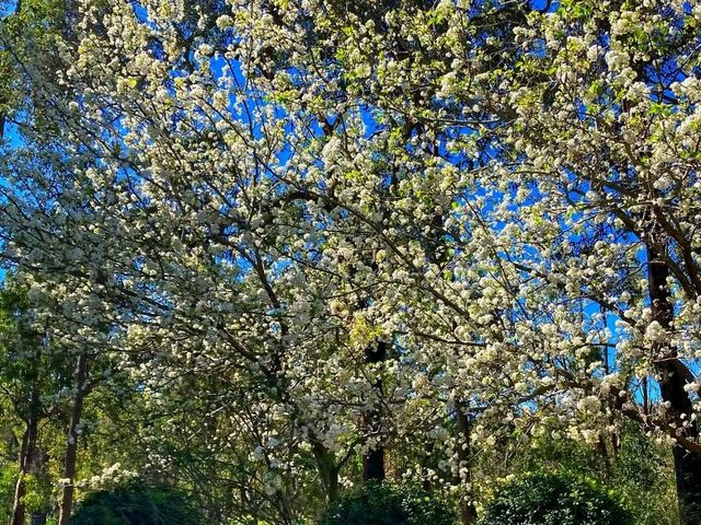Araluen Botanic Park – A Floral Wonderland in Perth Hills 🌿