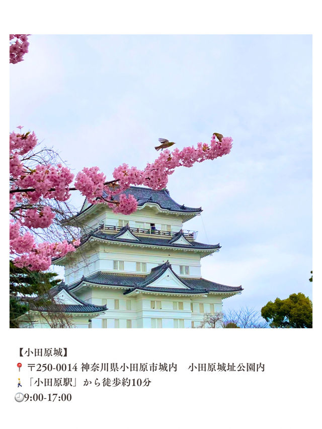 【小田原】いつ訪れても素敵な、季節ごとに表情豊かな景色を楽しむことができる城