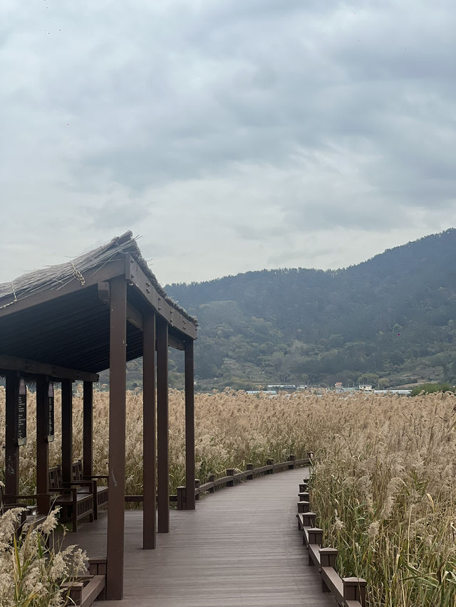 🍁 รีวิว Suncheonman Wetland