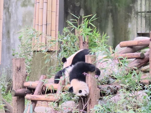 แพนด้า 🐼....เฉิงตู