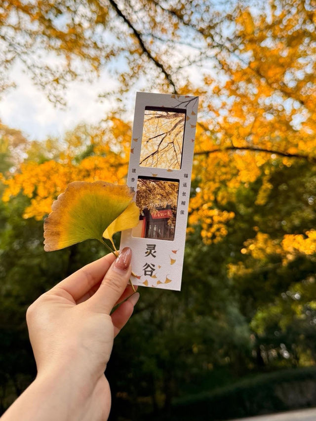 🍂 Missing autumn in Nanjing is like missing the soul of October.