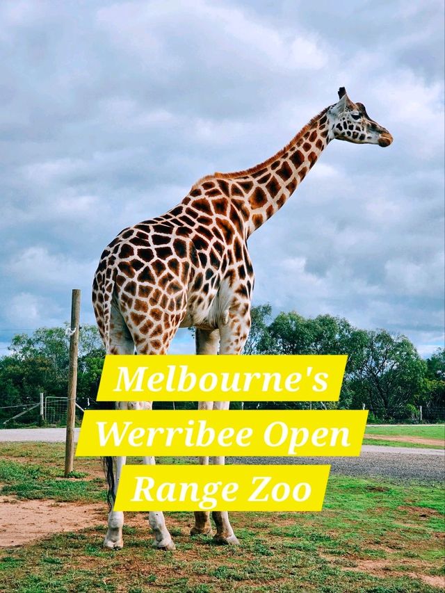 Werribee Open Range Zoo: Melbourne’s Mind-Blowing Safari Adventure 🦒🚍