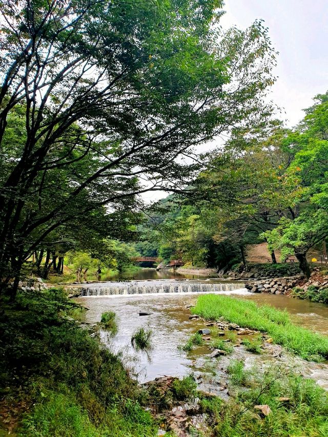 낙엽처럼 걸으리 - 마곡사 백범 명상길과 성보 박물관