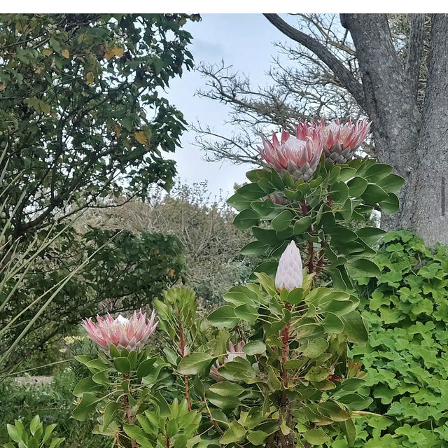 Auckland Botanic Gardens