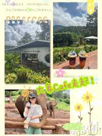 🇹🇭不騎大象也能裝可愛「Elefin Farm & Cafe」