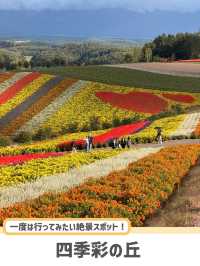 【北海道】美瑛で四季折々の花畑を満喫🌼🌿