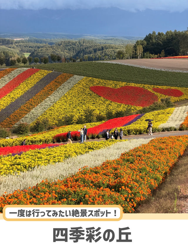 【北海道】美瑛で四季折々の花畑を満喫🌼🌿
