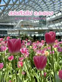 สวนทิวลิป Miracle of Natural จ.ระยอง 🌷🌷🌷