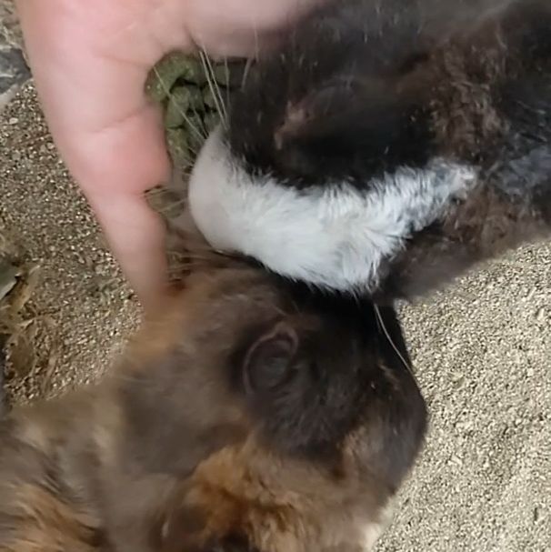【嘉弥真島】うさぎと海と自然を満喫! 【嘉弥真島】うさぎと海と自然を満喫!