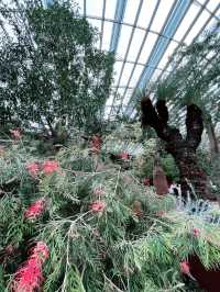 Flower Dome: Must-Visit for Colorful Blooms and Instagram-Worthy Moments