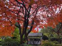 🍁🍂楓葉灑落城市秘景好療癒  🍁🍂