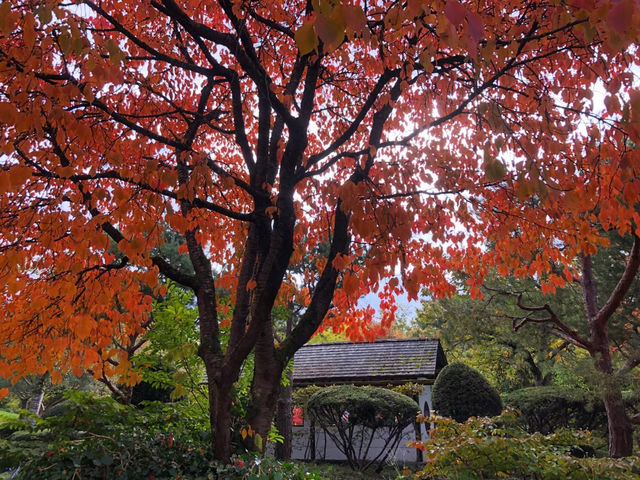 🍁🍂楓葉灑落城市秘景好療癒  🍁🍂