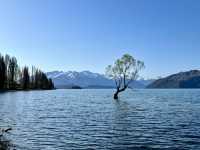 #ThatWanakaTree: That Famous Willow