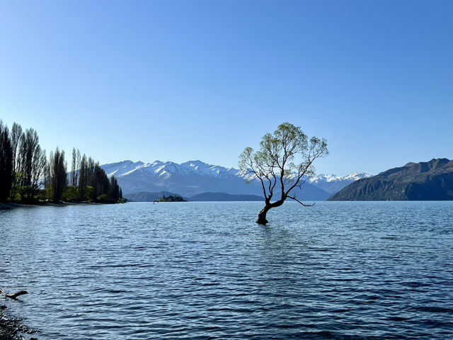 #ThatWanakaTree: That Famous Willow