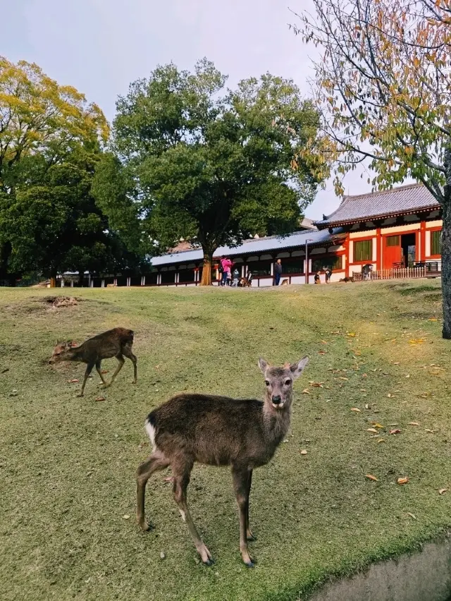 В город Нара на оленьем поезде 🤎