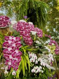 “Lampang Orchid & Aurora Festival”