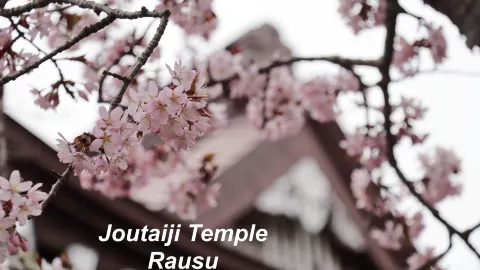 ซากุระที่ปลายสุดของเกาะฮอกไกโด  — traveler post in ระอูซุ