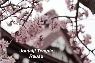 홋카이도 섬 최남단에 핀 벚꽃.