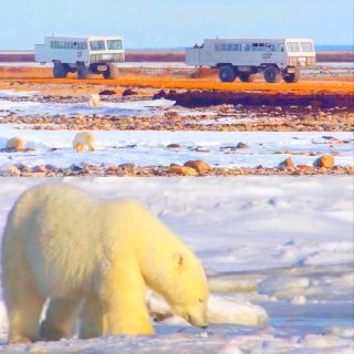 Черчилль: Столица белых медведей мира