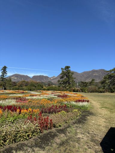 大分県・九重町】九州でも北海道のような花畑景色が見れる！ | Trip