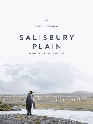 🇬🇸 索爾茲伯里平原 — 南喬治亞島 🐧

我認為,對於帝企鵝愛好者和野生動物攝影師來說,這是另一個值得列入旅行清單的地方。這裡的氛圍與聖安德魯斯灣截然不同,這是一片由冰川形成的廣闊平原,溪流、水池、草地和遠處的山脈點綴其間。放眼望去,企鵝散落在各處,景色原始自然。

📅 索爾茲伯里平原半日遊行程

上午 — 橡皮艇下船

搭乘橡皮艇從探險遊輪下船,前往索爾茲伯里平原海岸線。如果海浪和風向合適,主要的下船點是冰川平原前方的長卵石灘。然而,能否在此登陸很大程度取決於海浪狀況、風向以及海灘上海豹的數量。

上午 9:00 — 海灘漫步

下船後,建議您不要急著走太遠。您會看到帝企鵝在沙灘上漫步,非常適合拍照,尤其是當它們聚集在海浪邊的時候。背景是蔚藍的大海和白雪皚皚的山脈。

上午 10:00 — 觀賞帝企鵝群落 🐧

當您走進冰川沖積平原時,會看到越來越多的帝企鵝群落。索爾茲伯里平原和聖安德魯斯灣是南喬治亞島最大的兩個帝企鵝棲息地,由於帝企鵝的繁殖週期較長,因此一年四季都能看到它們的身影。

重要提示:請勿進入企鵝群落,並與群落邊緣保持至少 10 公尺的距離。此外,請勿阻礙企鵝往返於群落和大海之間的通道。如果它們靠近您,請停下來,讓它們自行選擇路線。

上午 11:00 — 健行前往觀景點(如有開放)

如果地形和野生動物允許,探險隊可能會帶領您登上山頂,前往一個觀景點,欣賞帝企鵝棲息地的壯麗全景,展現企鵝群的真實規模,以及遠處的索爾茲伯里平原和山脈。這條健行路線需要嚮導,並且會避開賊鷗的巢穴,包括一些長有苔蘚和地衣的區域。

中午 12:00 至下午 1:00 — 返回遊船

沿著海灘步行返回,登上橡皮艇。這裡不提供過夜住宿。普通遊客通常乘坐探險遊輪或遊艇,南喬治亞島上沒有供遊客住宿的設施。

📸 我推薦的拍照地點:

試著從三個不同的角度拍攝:海邊的帝企鵝、平原上以雪山為背景的企鵝群,以及如果步道開放,可以從觀景點拍攝的廣角照片。拍攝野生動物時,無需靠得太近。使用長焦鏡頭能更有效地捕捉它們的自然行為,而且不會打擾到它們。