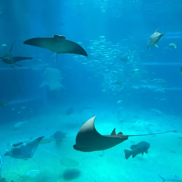 Magical experience at Osaka Aquarium 