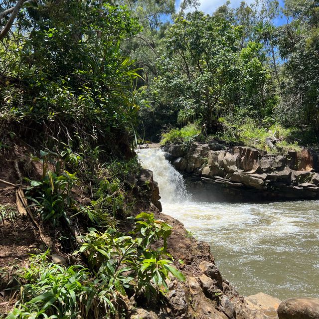 Maui’s rainforest is a botanical wonderland 