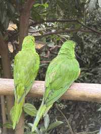 Birds of a feather @ Parque Nacional Das Aves: Foz Do Iguaçu