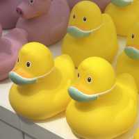 🐤귀여운 오리소품을 살 수 있는 Duck Botique