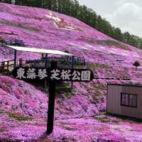日本最後秘境—北海道的粉紅地毯/東藻琴芝櫻公園