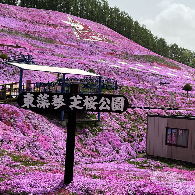 日本最後秘境—北海道的粉紅地毯/東藻琴芝櫻公園