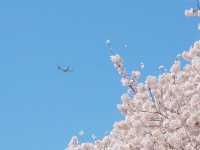 1년에 3주, 북미 최대의 벚꽃 축제를 즐겨보세요! 🌸워싱턴 벚꽃축제🌸